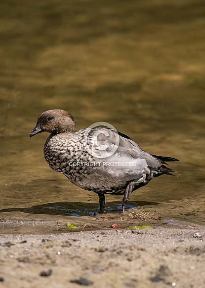 Australian Wood Duck