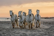 Camargue Horses