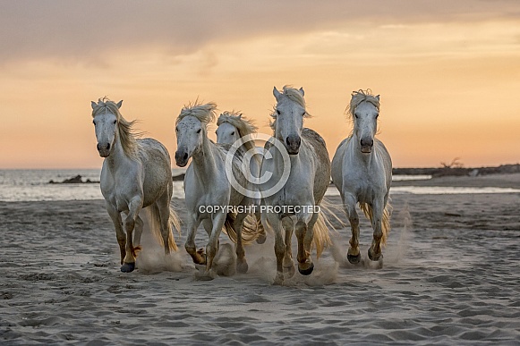 Camargue Horses