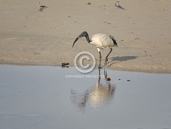 African Sacred Ibis