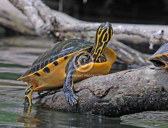 River Cooter
