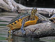 River Cooter