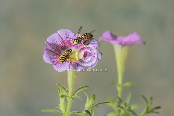 Yellowjackets Yellowjackets