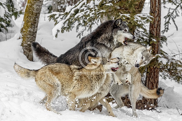 Grey Wolf-The Wolf Pack Grey Wolf-The Wolf Pack