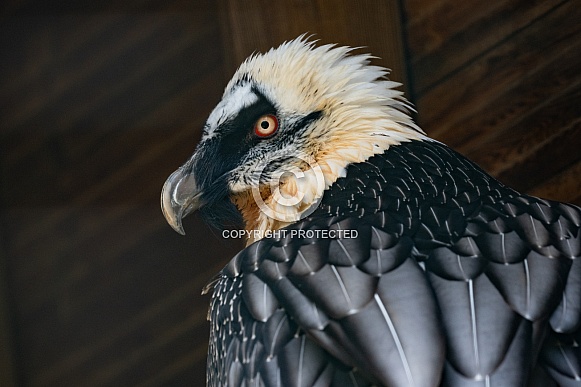 Bearded Vulture Bearded Vulture