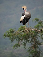 Grey Crowned-crane (Balearica regulorum)
