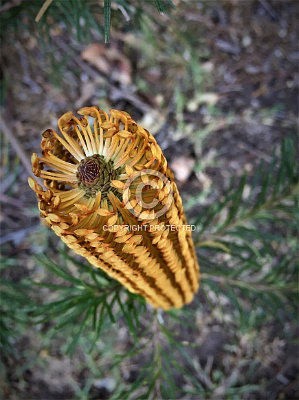 Honey Coloured Banksia Flower Honey Coloured Banksia Flower