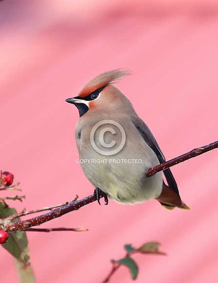 Waxwing