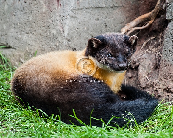 Yellow throated martin