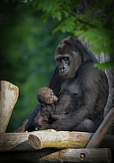 gorilla Family