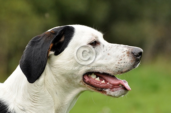 Porcelaine/ Bernese Mountain Dog Hybrid