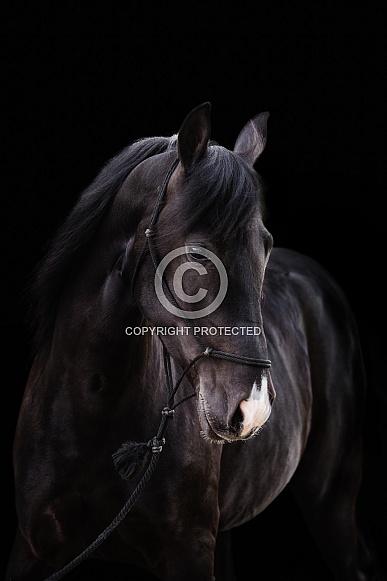 Tennessee Walking Horse Tennessee Walking Horse