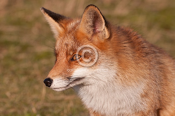 Red Fox