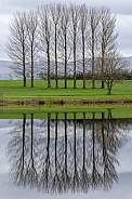 Trees by a lake - Cumbria - England