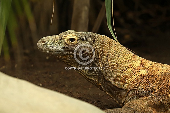 Komodo Dragon