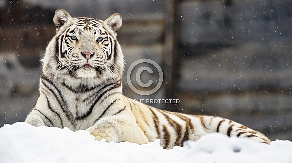 White Amur Tiger White Amur Tiger