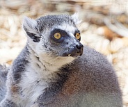 Lemur