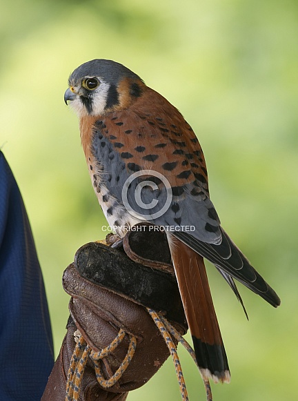American Kestrel