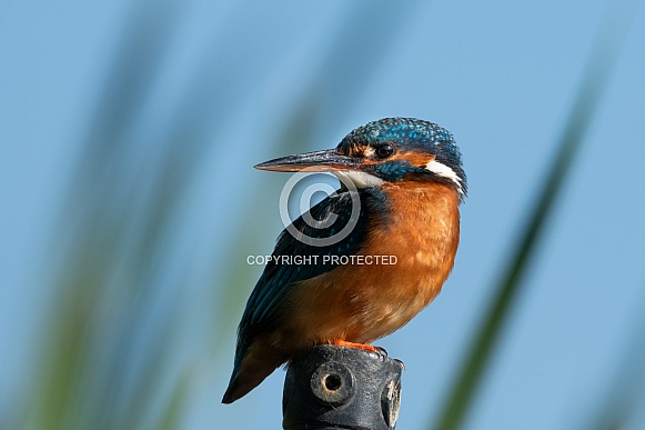 Common Kingfisher