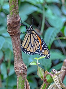 Monarch Butterfly