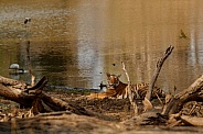 Beautiful tiger in the nature habitat. Tiger pose in amazing light. Wildlife scene with wild animal. Indian wildlife. Indian tiger. Panthera tigris tigris.