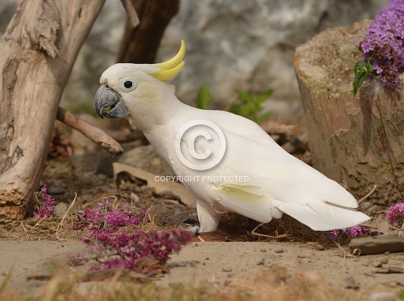 Yellow Crested Cockatoo