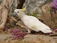 Yellow Crested Cockatoo