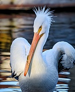 American White Pelican wings
