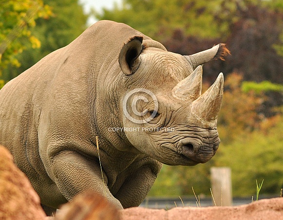 Black Rhino