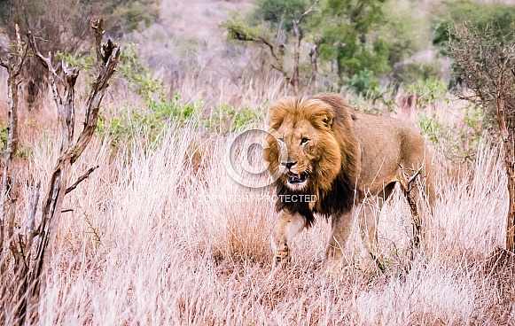 African Lion (wild)