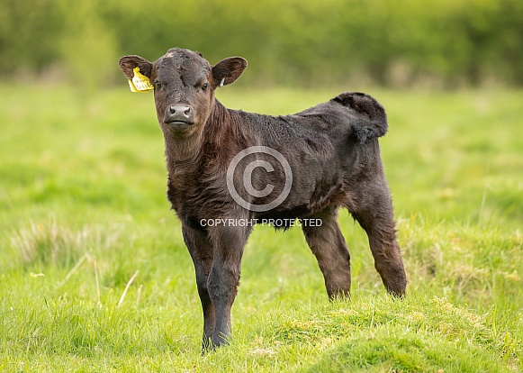Dexter Calf Dexter Calf