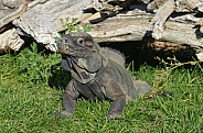 Rhino Iguana