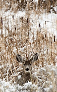 Wild, young mule deer laying in a field in the winter