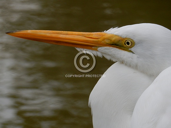 Great Egret