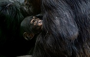 Chimpanzee Baby