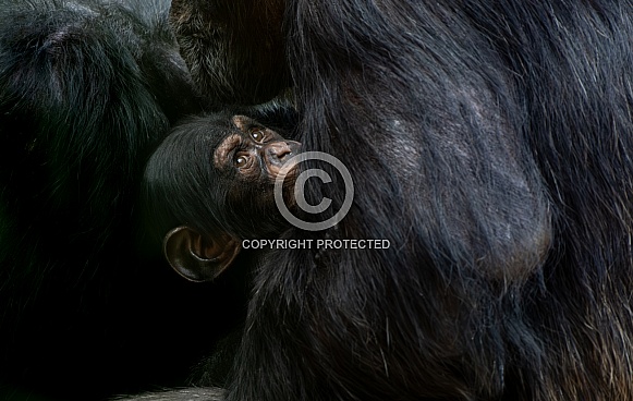 Chimpanzee Baby
