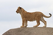 Lion cub on a rock