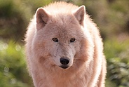 Arctic Wolf Close Up