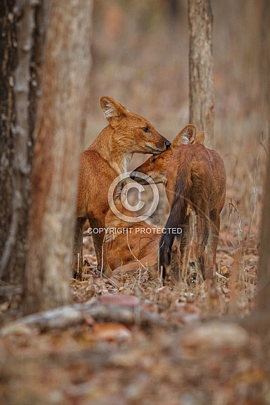 Indian wild dog pose in the nature habitat