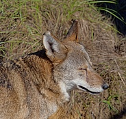 Red Wolf