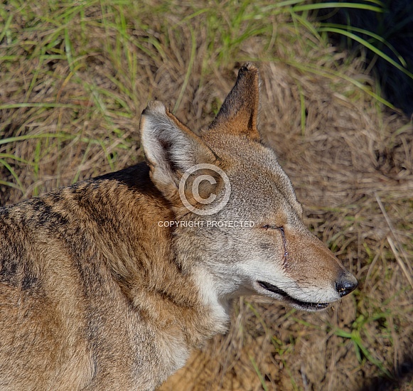 Red Wolf