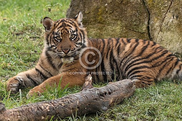 Sumatran Tiger Cub