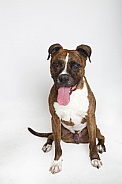 Portrait of a brindle pitbull