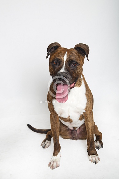Portrait of a brindle pitbull Portrait of a brindle pitbull