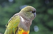 Burrowing Parrot