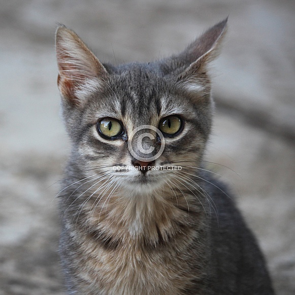 Domestic shorthair cat