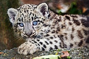 Adorable snow leopard cub