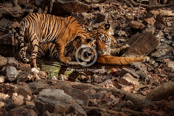 Beautiful tiger in the nature habitat. Tiger pose in amazing light. Wildlife scene with wild animal. Indian wildlife. Indian tiger. Panthera tigris tigris.