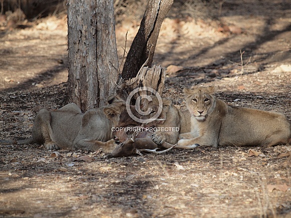 Asiatic Lion Asiatic Lion