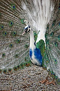 Peacock and White Peacock cross